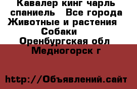 Кавалер кинг чарль спаниель - Все города Животные и растения » Собаки   . Оренбургская обл.,Медногорск г.